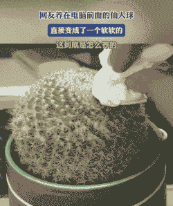 仙人球在电脑上怎么养殖
