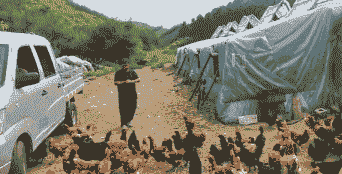 村里怎么样发展养殖业务