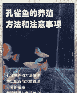 四川孔雀鱼怎么养殖