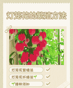 灯笼花开完花后怎么养殖