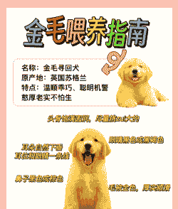 养殖场的狗狗怎么喂养啊