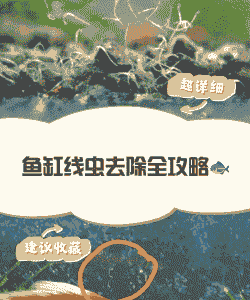 养殖池里的虫子怎么办