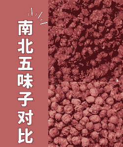 南五味子怎么养殖