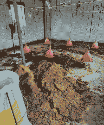 养殖场鸡粪多怎么处理