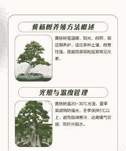 杨树怎么养殖