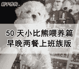 50天的小狗狗怎么养殖