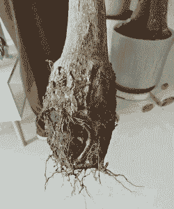 发财树烂根后怎么养殖