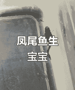 凤尾鱼下崽后怎么养殖