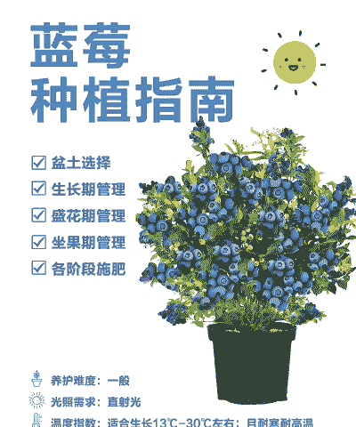 刚买回来的蓝莓怎么养殖