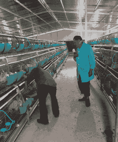 肉兔养殖项目愿景怎么写