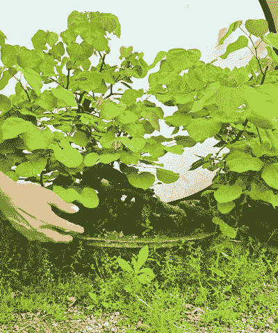 香港紫荆花老桩怎么养殖