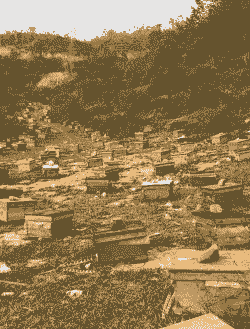 一窝蜜蜂怎么养殖成本高