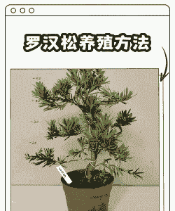 冬天养殖罗汉松怎么养