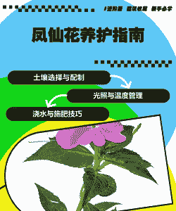 疫情下的凤仙花怎么养殖