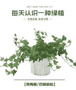 网上买的常青藤怎么养殖