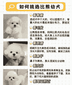 2个月公比熊怎么养殖