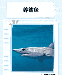 怎么养殖鲨鱼