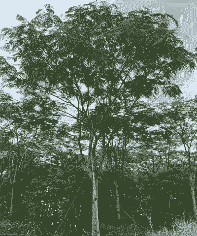 凤凰木在北方怎么养殖呢