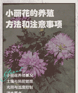 扦插完的小丽花怎么养殖