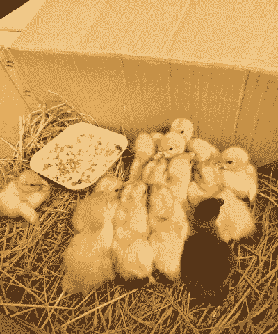 刚出生的小鸡鸭怎么养殖