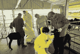 养殖场免疫评估怎么做