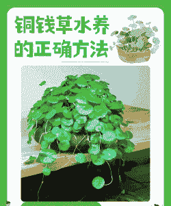 养殖的金钱草怎么种的