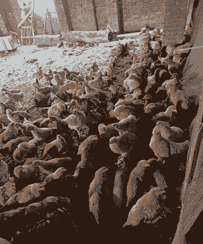 福建畜牧养殖环境怎么样