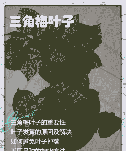 三角梅叶子怎么养殖
