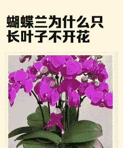 没叶子蝴蝶兰的怎么养殖