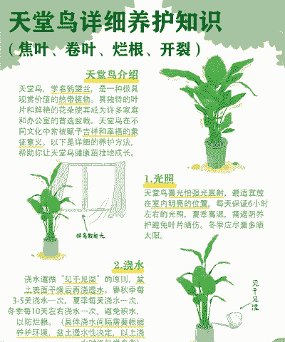 怎么养殖使天堂鸟发更多