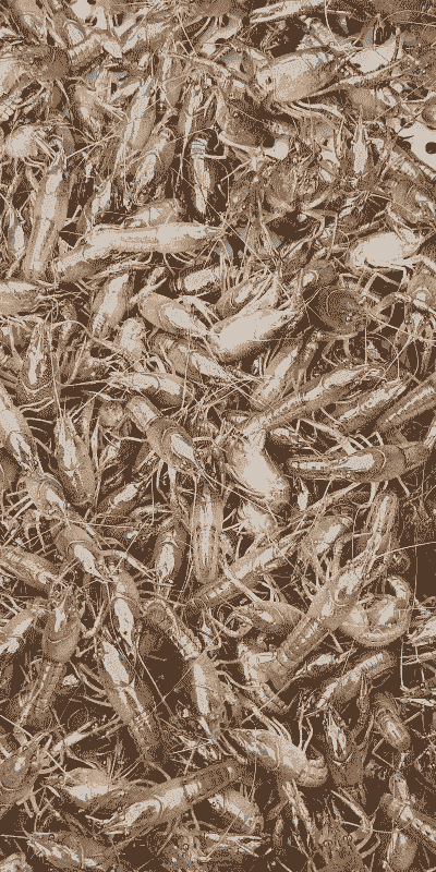 商超小龙虾怎么养殖的