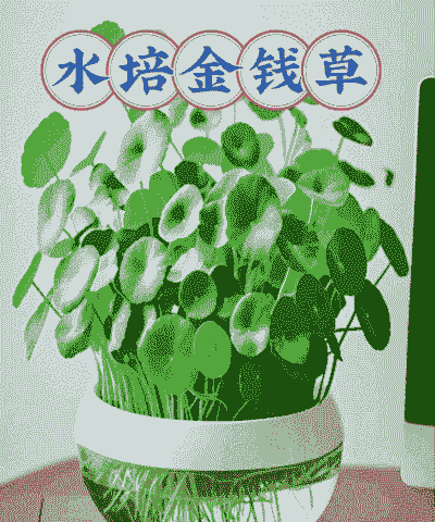 金钱草秋冬季怎么养殖