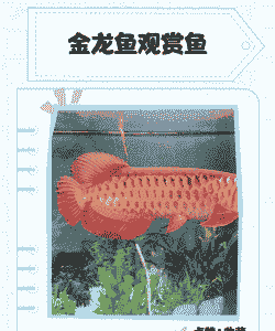 广东观赏金龙鱼怎么养殖