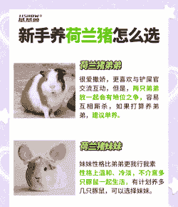 花鸟市场荷兰猪怎么养殖