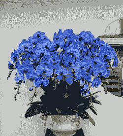 蝴蝶兰什么颜色招财