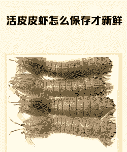 皮皮虾养殖技术怎么开饵