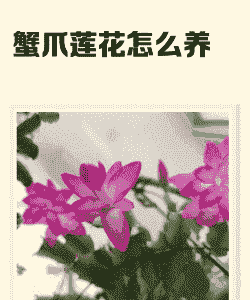 蟹脚莲怎么搭架子养殖