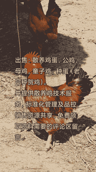 养殖鸡蛋一般怎么销售的