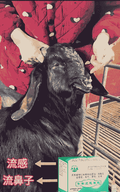 农村怎么合伙搞羊养殖业