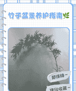 四季长青竹子怎么养殖