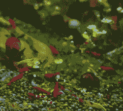 观赏蓝虾和红虾怎么养殖