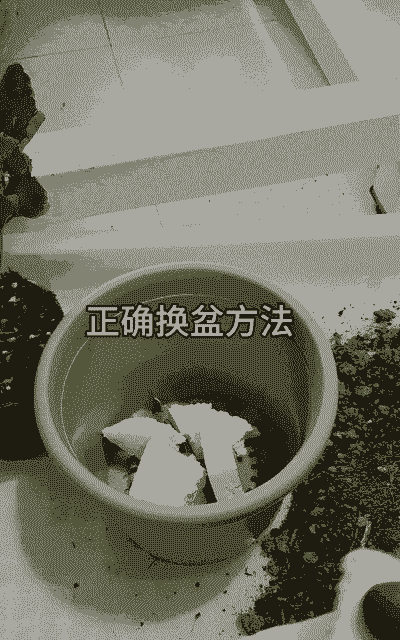 养殖花盆怎么样清洗消毒