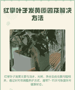 养殖红掌叶子黄了怎么办