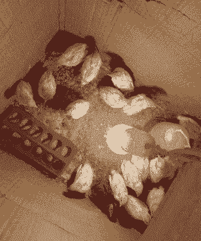 出租房怎么养殖鹌鹑蛋