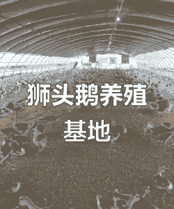 新到的狮头鹅要怎么养殖