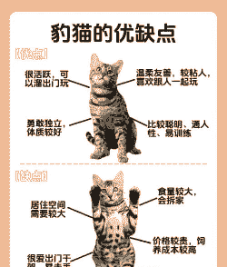 4至6周的野猫怎么养殖