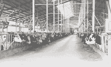 奶牛养殖场效果怎么样