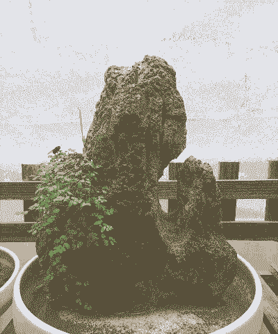 吸水石花盆怎么样养殖的