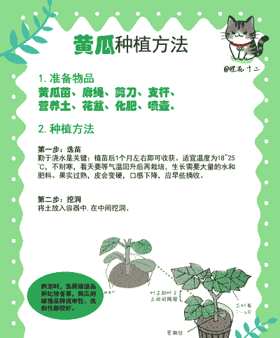 无土栽培黄瓜怎么养殖的