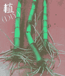 富贵竹的根部怎么养殖的